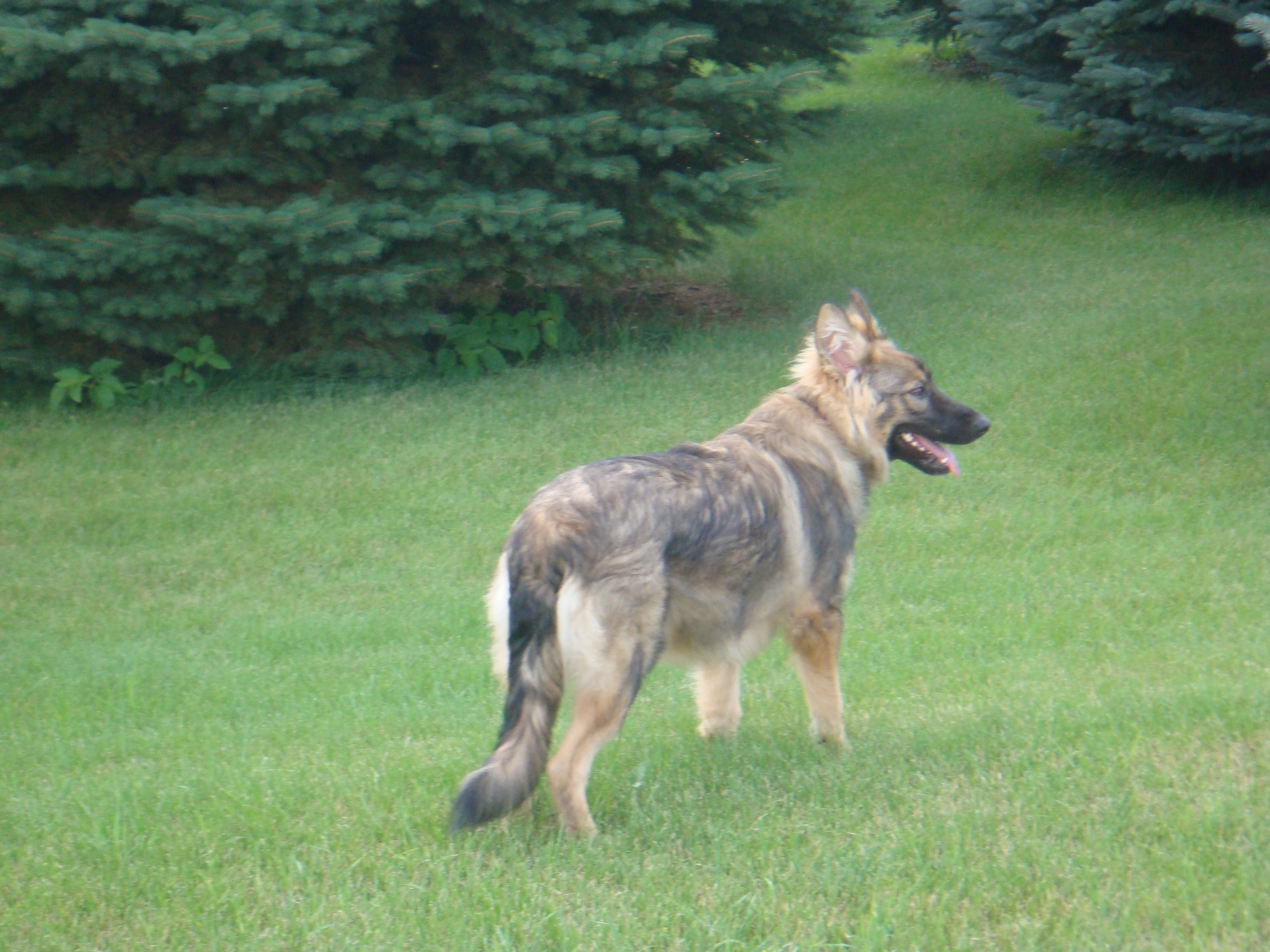 Американская эльзасская собака Такер фото