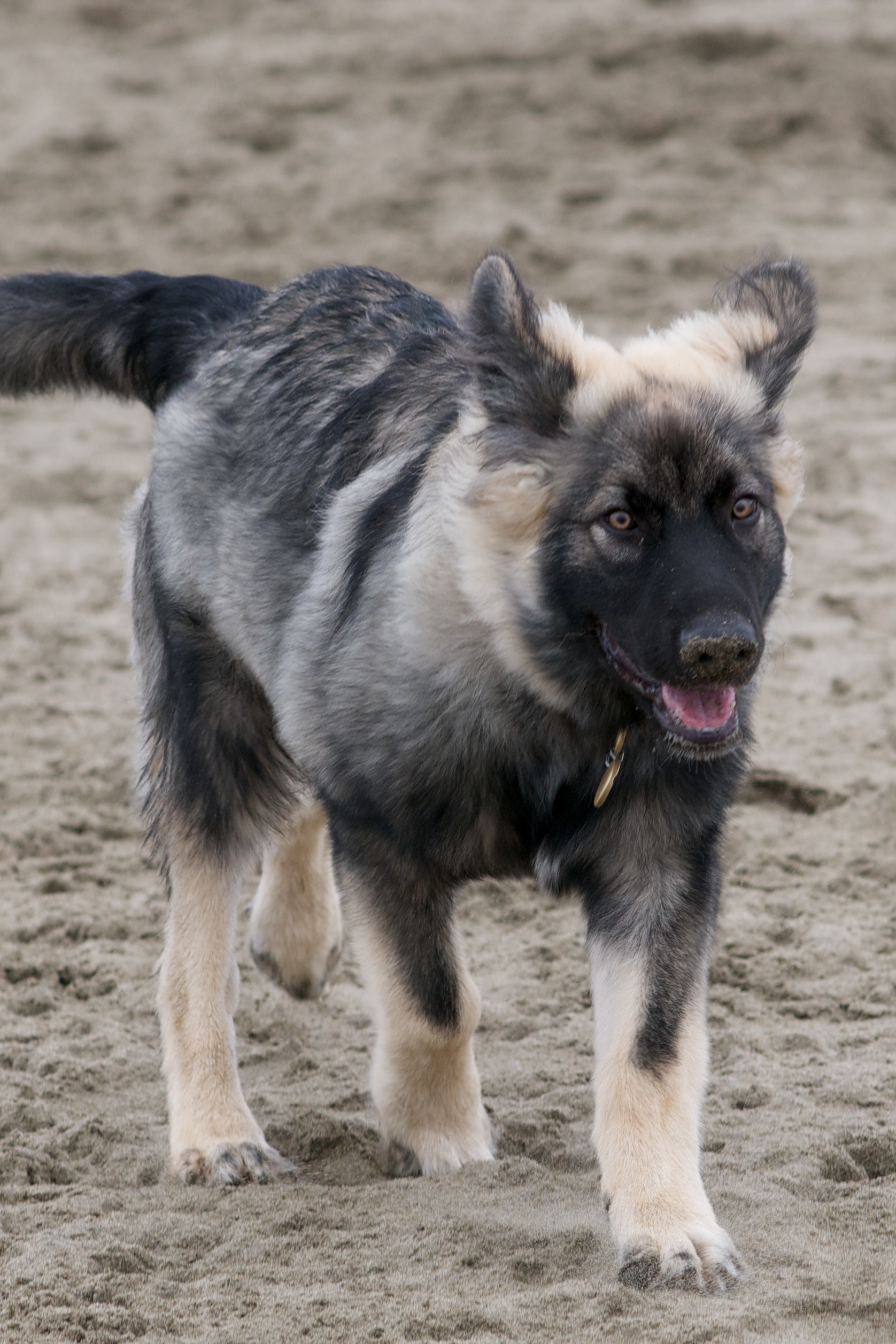 Американская эльзасская собака ходит по песку фото