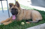 American Alsatian with a ball