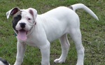 American Bulldog Cooper