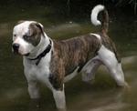 American Bulldog dog in the water