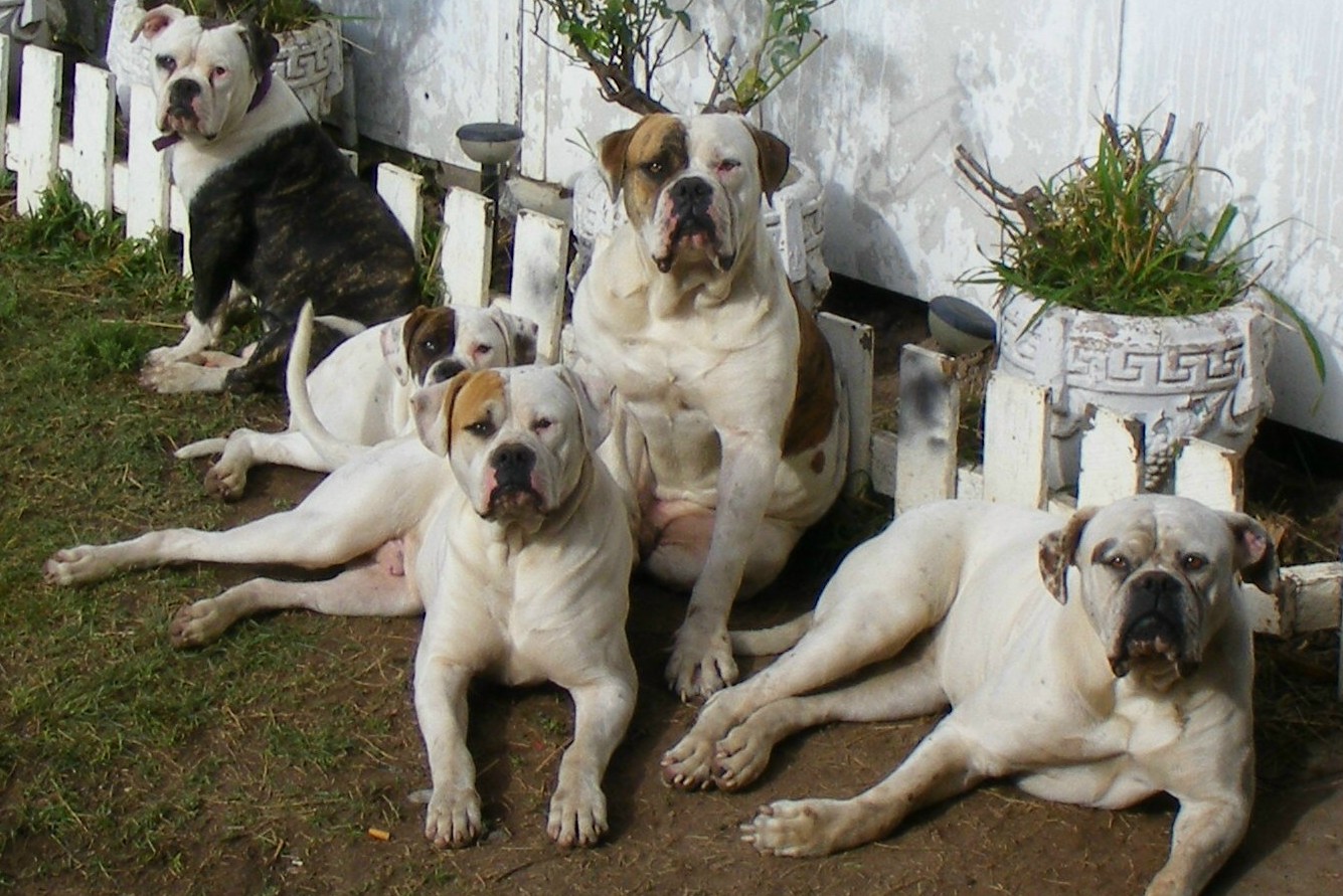 American Bulldog dogs at the fence wallpaper