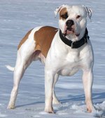American Bulldog in the snow