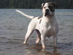 American Bulldog in the water