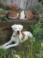 American Bulldog in the yard