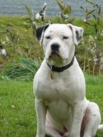 American Bulldog near the water