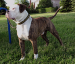 American Bulldog on the grass