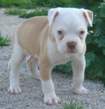 American Bulldog puppy