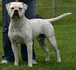 American Bulldog with master