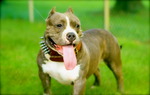 American Bully on the field