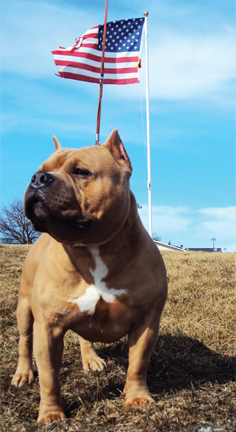 American Bully wallpaper