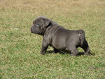 American Bully puppy