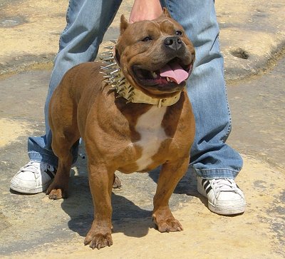 American Bully with his owner wallpaper