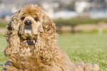 American Cocker Spaniel Bella