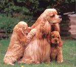 American Cocker Spaniel family