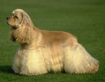 American Cocker Spaniel on the grass