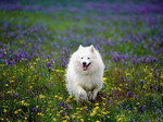 American Eskimo Dog in the field of flowers