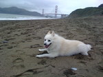 American Eskimo Dog on the beach