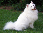 American Eskimo Dog on the grass