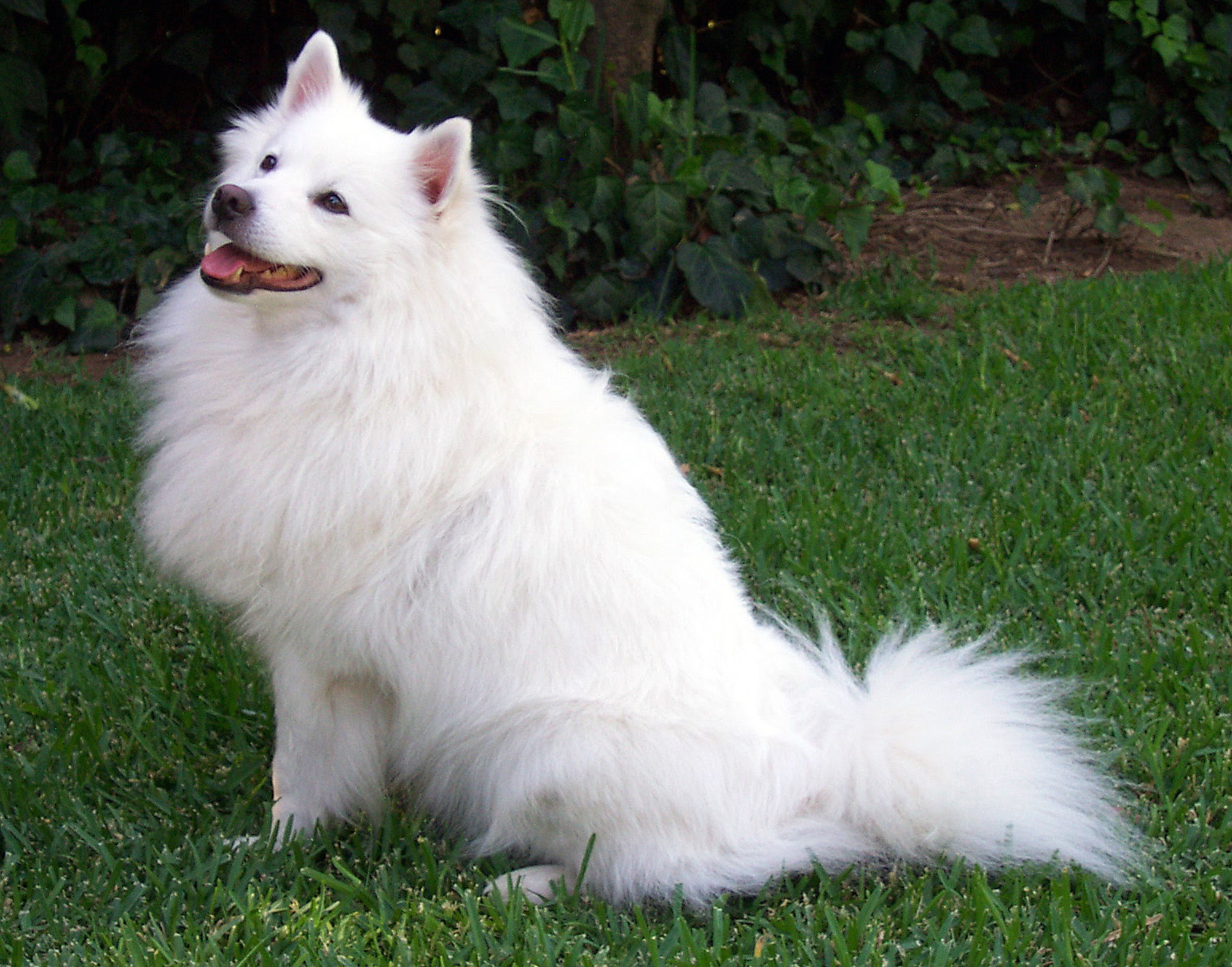 American Eskimo Dog wallpaper