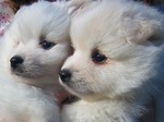 American Eskimo Dog puppies faces