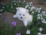 American Eskimo Dog puppy