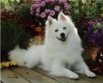 American Eskimo Dog resting in the garden