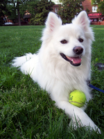 American Eskimo Dog with a ball