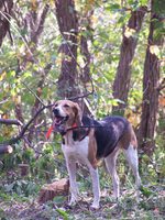 American Foxhound in the forest