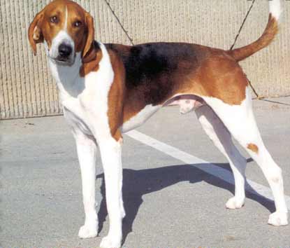 American Foxhound wallpaper