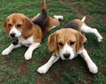 American Foxhound puppies