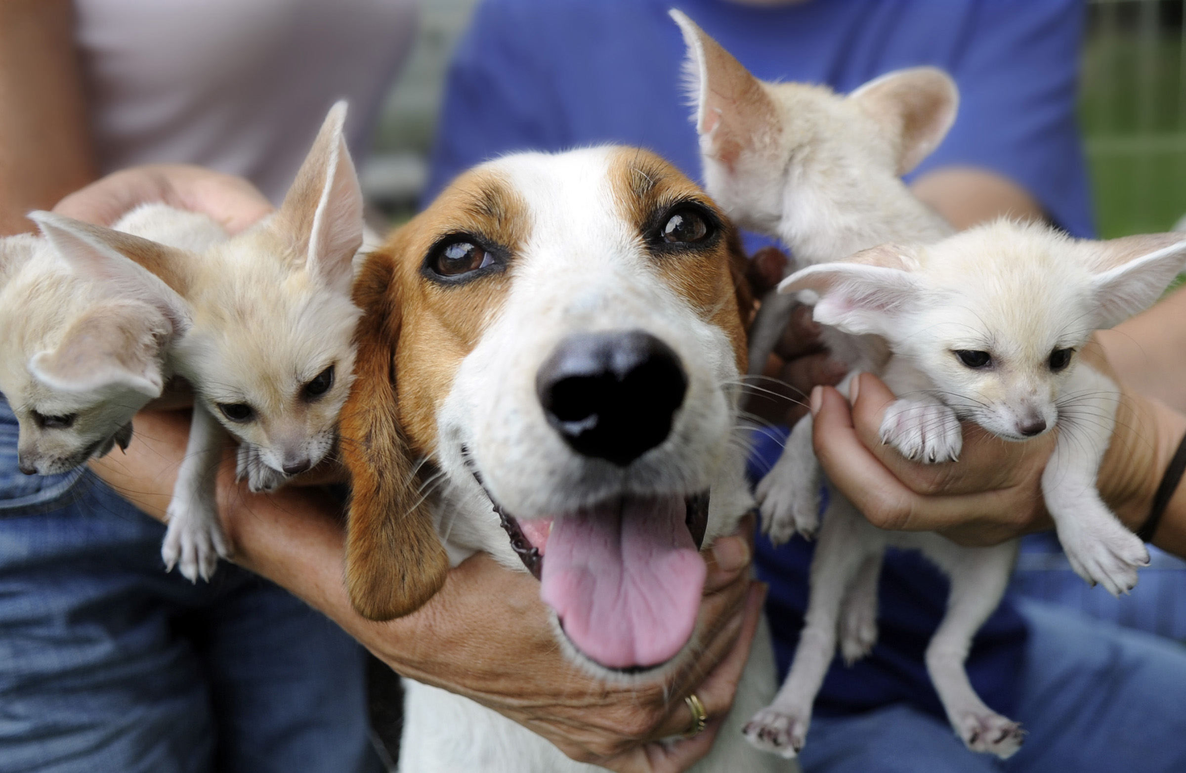 American Foxhound with puppies wallpaper