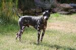 American Hairless Terrier dog