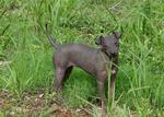 American Hairless Terrier in the grass