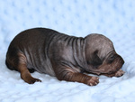 Lovely American Hairless Terrier lovely puppy