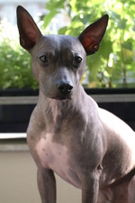 American Hairless Terrier macro