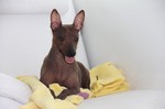 American Hairless Terrier on the couch