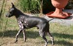 American Hairless Terrier on the walk