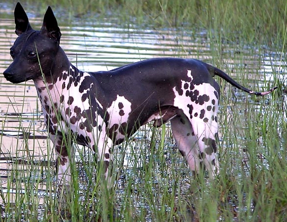 American Hairless Terrier wallpaper