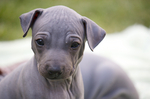 American Hairless Terrier puppy face