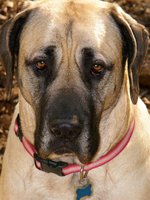 American Mastiff dog face