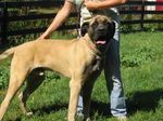 American Mastiff dog with his owner