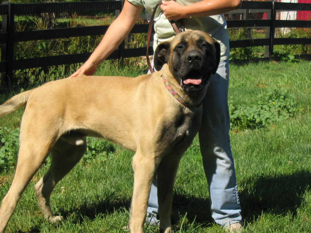 American Mastiff dog with his owner wallpaper