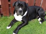 American Mastiff in the backyard