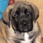 American Mastiff Jake