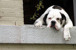 American Mastiff lying on the window