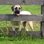 American Mastiff on the farm