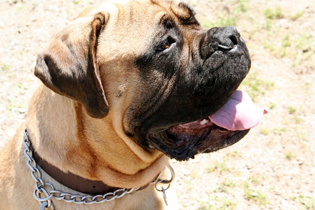 American Mastiff wallpaper