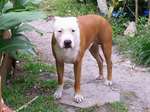 American Pit Bull Terrier near the flowers