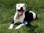 American Pit Bull Terrier with a ball